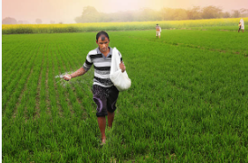 Когда вносить карбамид: Весна vs Осень